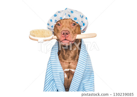 Cute dog, shower cap, washing brush and blue towel 130239085