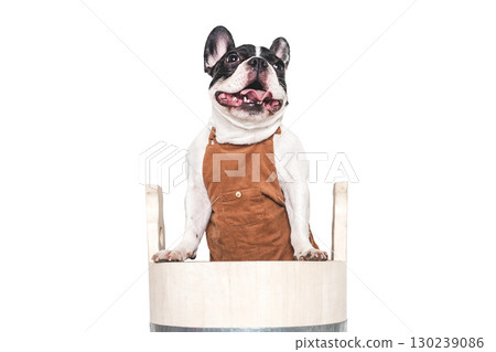 Cute puppy sitting in a big wooden barrel. 130239086
