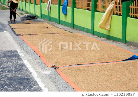 Agricultural worker dries rice harvest 130239087