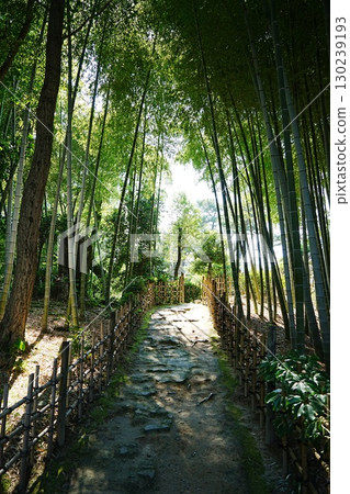  竹林 130239193