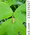 Stink bugs on leaves 130239267