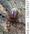 Beetle male 130239327