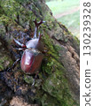 Beetle male 130239328