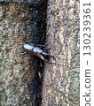 Mr. saw mistake male 130239361