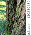 niinii cicada shell 130239480