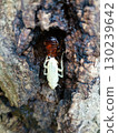 Cockroach emergence 130239642