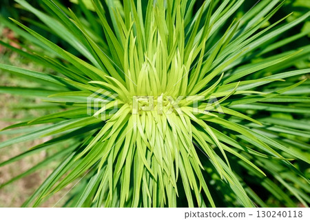 Radiating bright green leaves Radiating bright green leaves 130240118