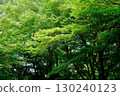 A lush forest of fresh greenery 130240123