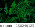 Close-up of a deep green fern 130240125