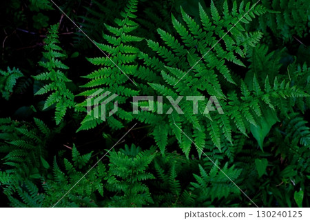 深綠色蕨類植物的特寫鏡頭 130240125