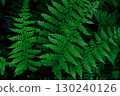 Close-up of a deep green fern 130240126