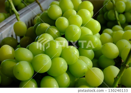 Fresh Shine Muscat grape bunch (close-up) 130240133