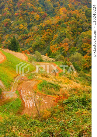 Beautiful autumn rice terraces 130240224