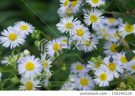 Himejoon flower Himejoon flower 130240226