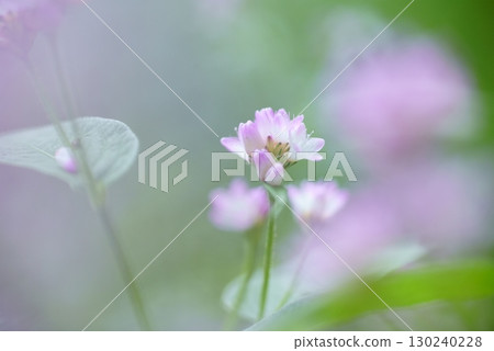 Misozoba flowers Misozoba flowers 130240228