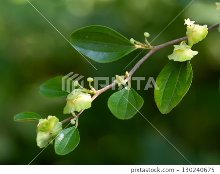 Hamajube flowers and young fruits Hamajube flowers and young fruits 130240675