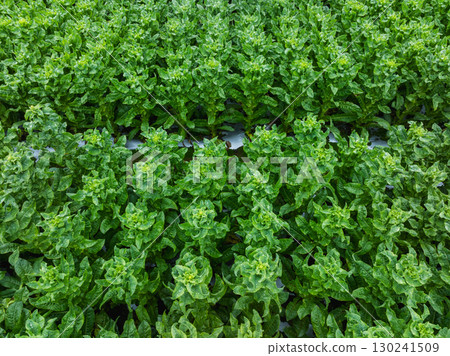Green stem lettuce crops in garden Green stem lettuce crops in garden 130241509