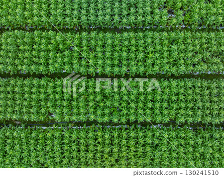 Green stem lettuce crops in garden Green stem lettuce crops in garden 130241510