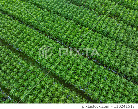 Green stem lettuce crops in garden Green stem lettuce crops in garden 130241512