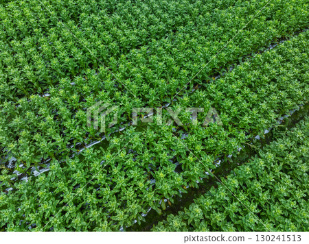 Green stem lettuce crops in garden 130241513