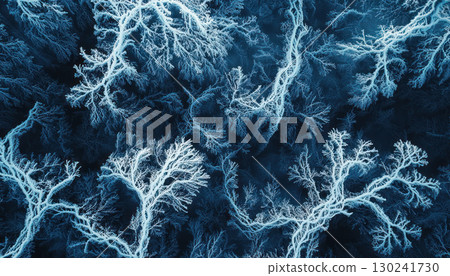 Frost covered trees create intricate patterns in winter woodland scene 130241730