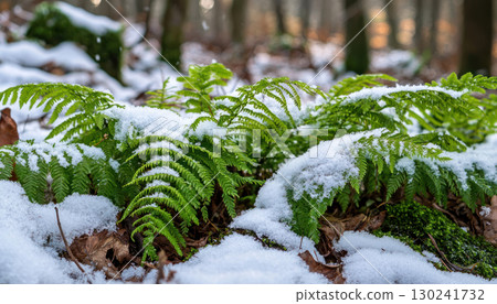 Lush ferns covered in soft snow create serene winter woodland scene 130241732