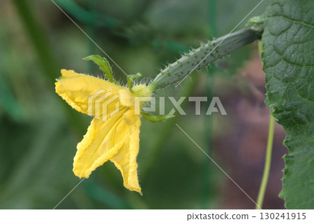 Cucumber flower and larvae 130241915