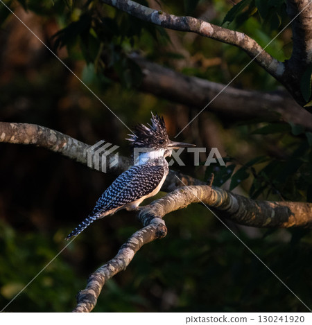 A kingfisher perched on a branch A kingfisher perched on a branch 130241920