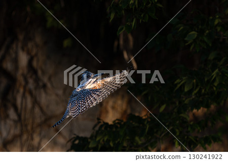 Kingfisher flight scene Kingfisher flight scene 130241922