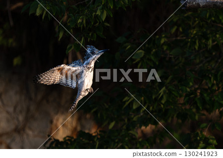翠鳥飛行場景 130241923
