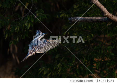 翠鳥飛行場景 翠鳥飛行場景 130241924