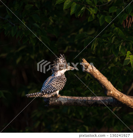 一隻翠鳥棲息在樹枝上 130241927
