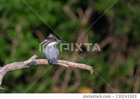 A kingfisher perched on a branch A kingfisher perched on a branch 130241928