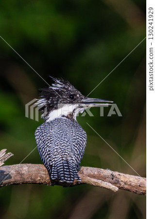 Close-up of a kingfisher perched on a branch Close-up of a kingfisher perched on a branch 130241929