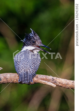 A kingfisher perched on a branch 130241932