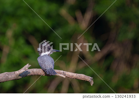 A kingfisher perched on a branch A kingfisher perched on a branch 130241933