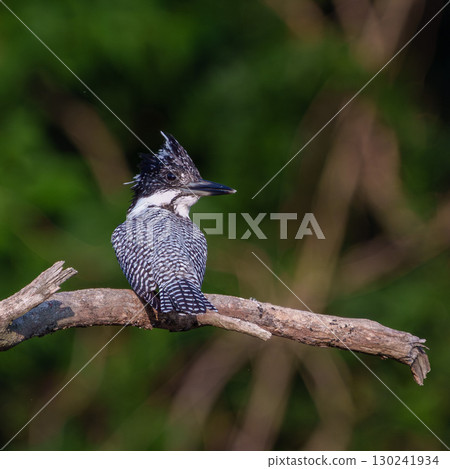 A kingfisher perched on a branch A kingfisher perched on a branch 130241934