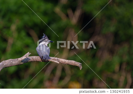 一隻翠鳥棲息在樹枝上 130241935