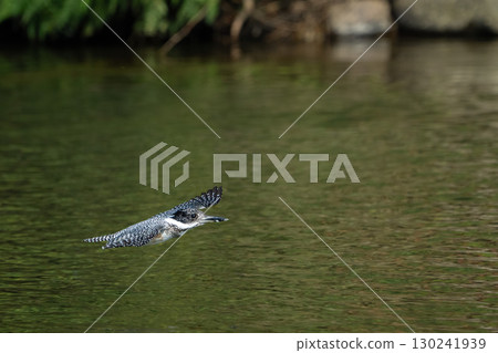 翠鳥飛行場景 翠鳥飛行場景 130241939
