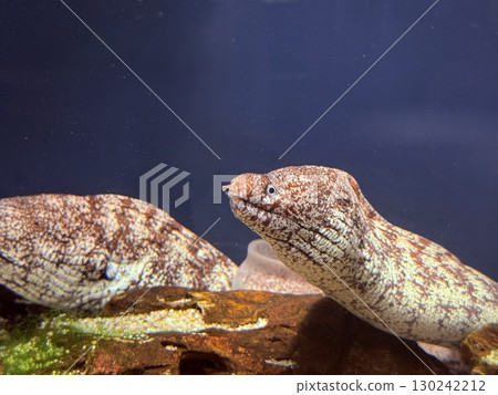 Grotesque Moray Eel 130242212