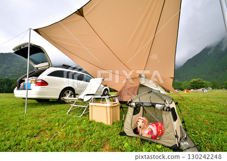 Camping in the car with your dog Camping in the car with your dog 130242248