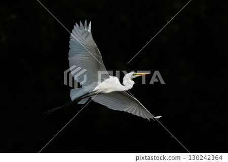Great Egret Flight Scene Great Egret Flight Scene 130242364