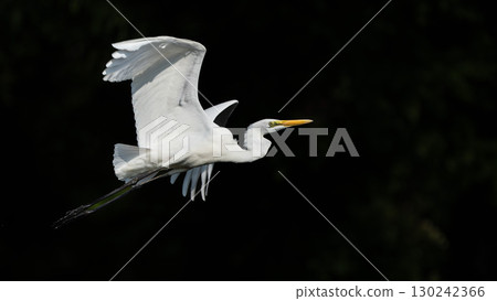 Great Egret Flight Scene Great Egret Flight Scene 130242366