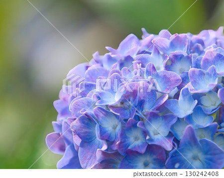 Blue hydrangea 130242408