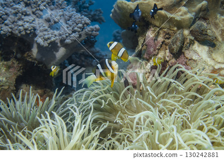 Amphiprion fish protected by soft coral at the bottom of the South China Sea in Vietnam Amphiprion fish protected by soft coral at the bottom of the South China Sea in Vietnam 130242881