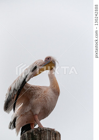 Pelican in Walvis Bay Pelican in Walvis Bay 130242888