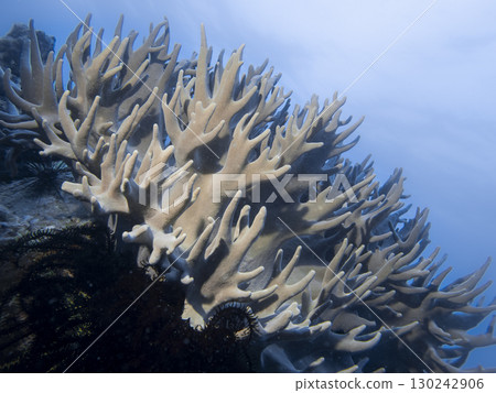 Pale pink soft corals like deer antlers underwater on a coral reef in the South China Sea in Vietnam 130242906