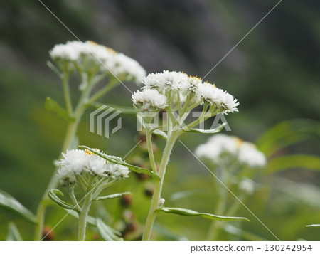 中央阿爾卑斯山的山葉樹的側面(20250822082137) 中央阿爾卑斯山的山葉樹的側面(20250822082137) 130242954