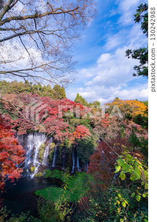 [紅葉] 秋季富士宮市白絲瀑布與雲層中隱現的富士山 [靜岡縣] 130242988