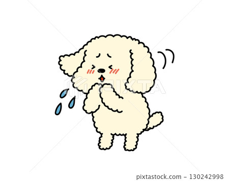 感冒了嗎？過敏了嗎？咳嗽的貴賓犬 130242998